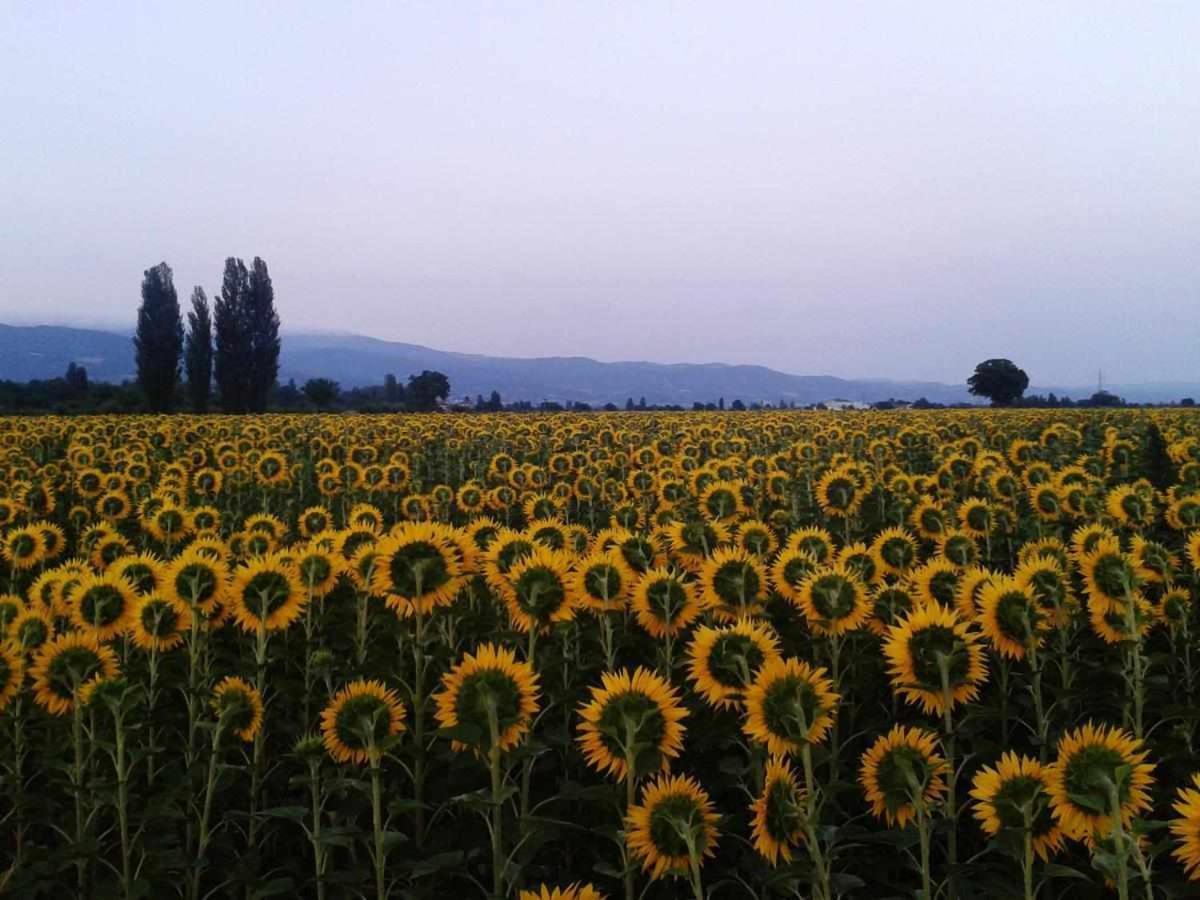 Appartamenti Con Cucina Nelle Colline Toscane Anghiari Exterior foto